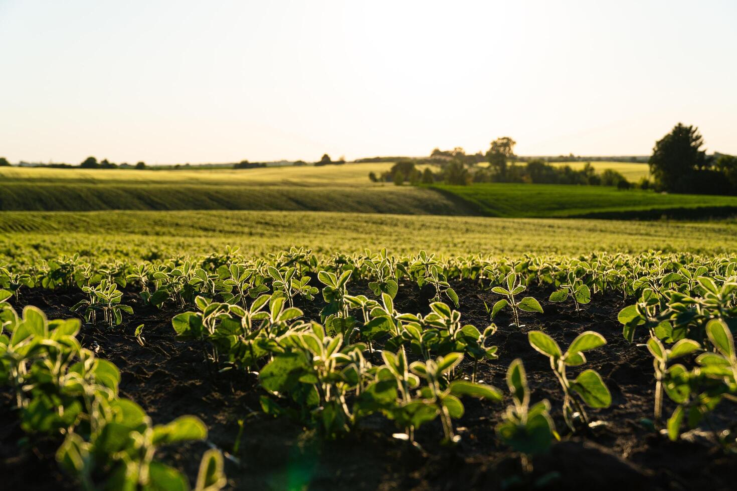 Soy sprouts planted in neat rows. Green young soybean plants growing from the soil. Backlit young soy seedling. Agriculture photo