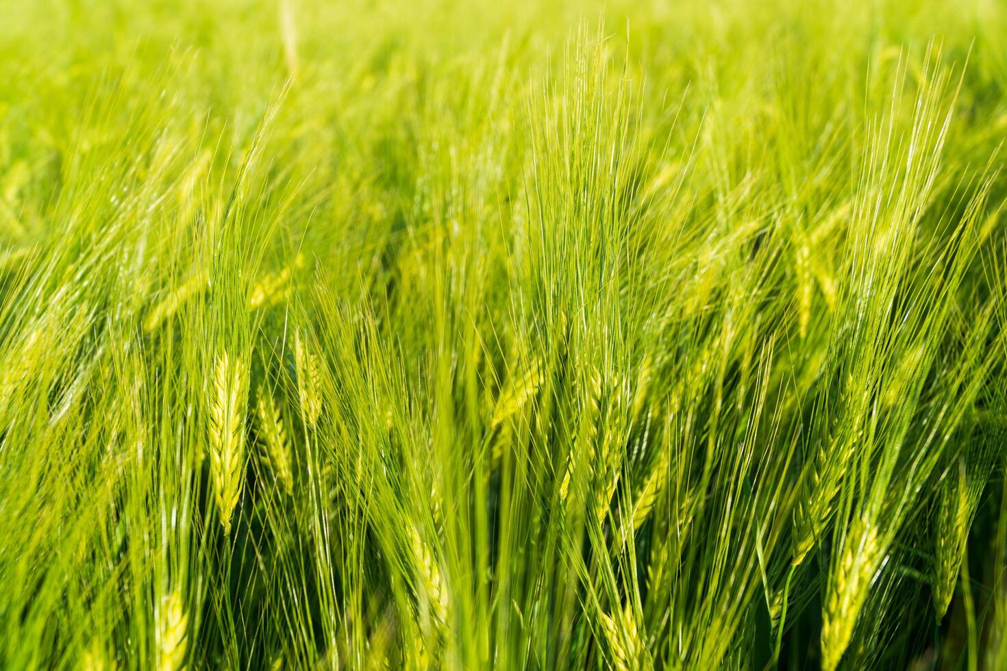 Rye ear close up. The rye green growing in the field. The rye growing in the field. Crops of Rye. Soft focus photo