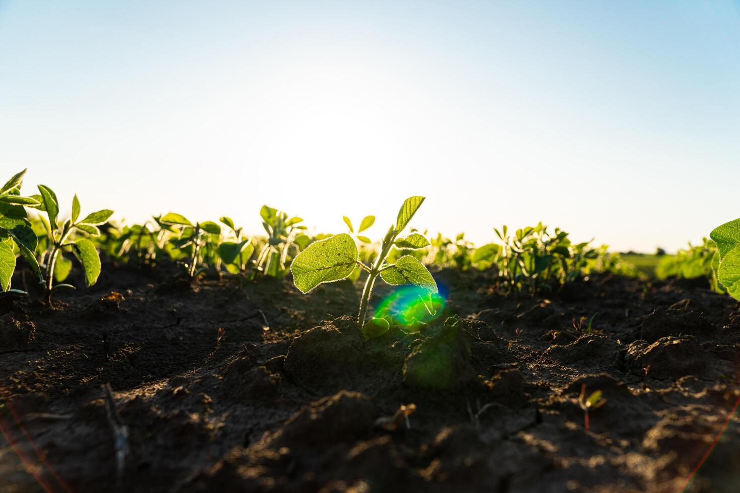 Closeup of green soy sprouts planted. Green young soya plants growing from the soil. Backlit young soy seedling. Young soy field with sunset. Soy agriculture. Soft focus photo