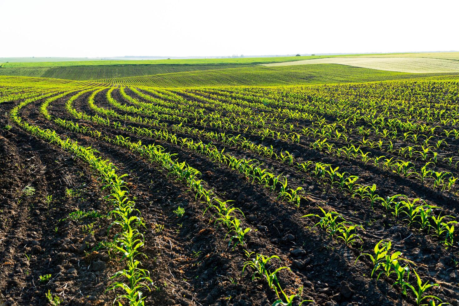 Rows of young corn shoots on a cornfield. Landscape view of a young corn field. Green young corn maize plants growing from the soil. Agricultural concept photo