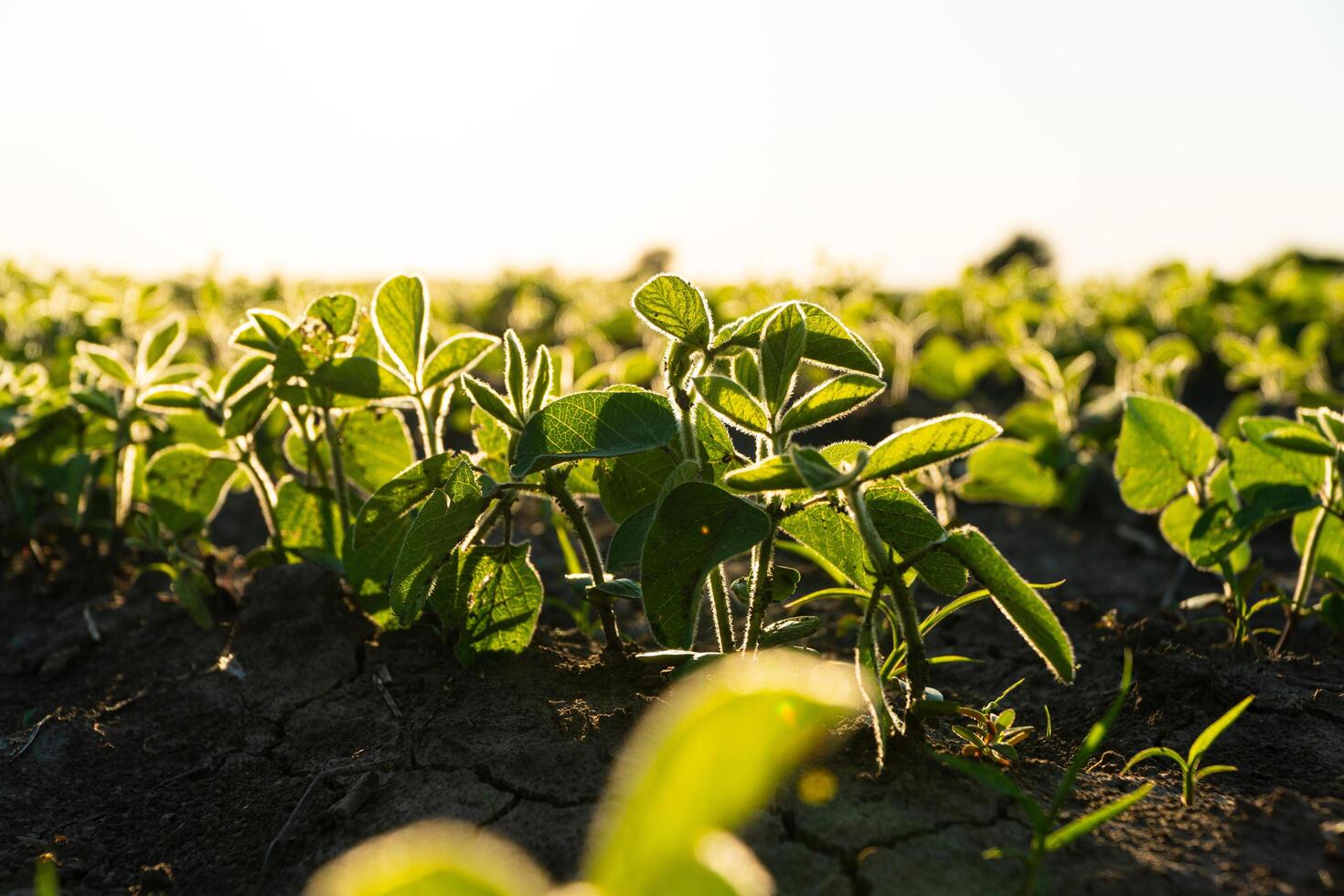 Close up green young soy plants. Fresh green sprouts of soy. Growing soy. Agrarian business. Agricultural scene. Selective focus photo