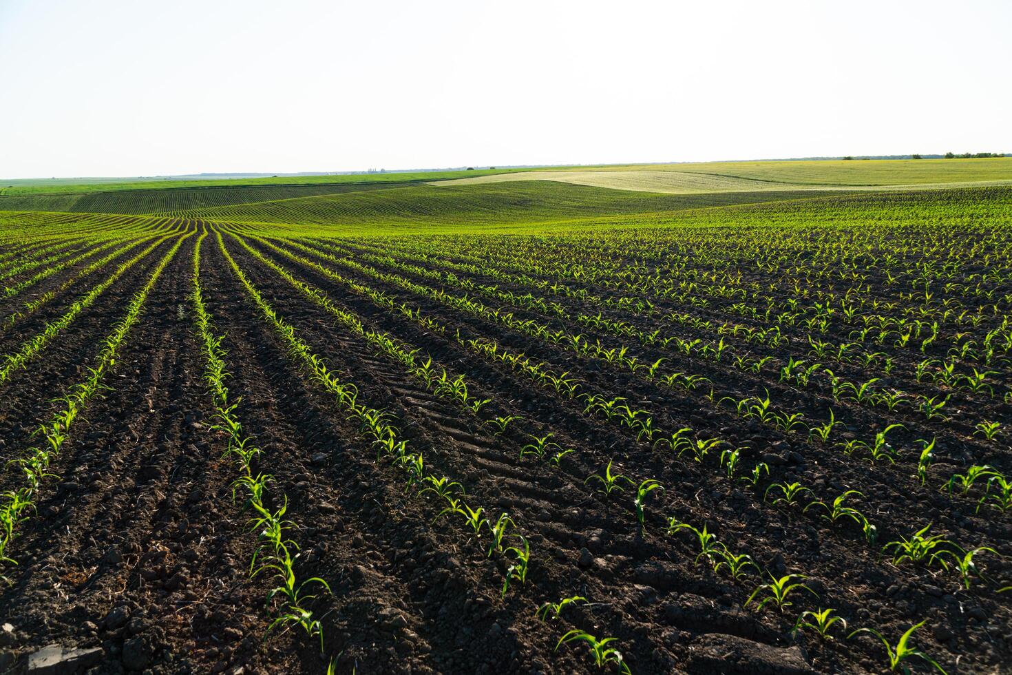 Rows of corn seedlings field. Fresh green sprouts of maize. Growing corn. Agrarian business. Agricultural scene photo
