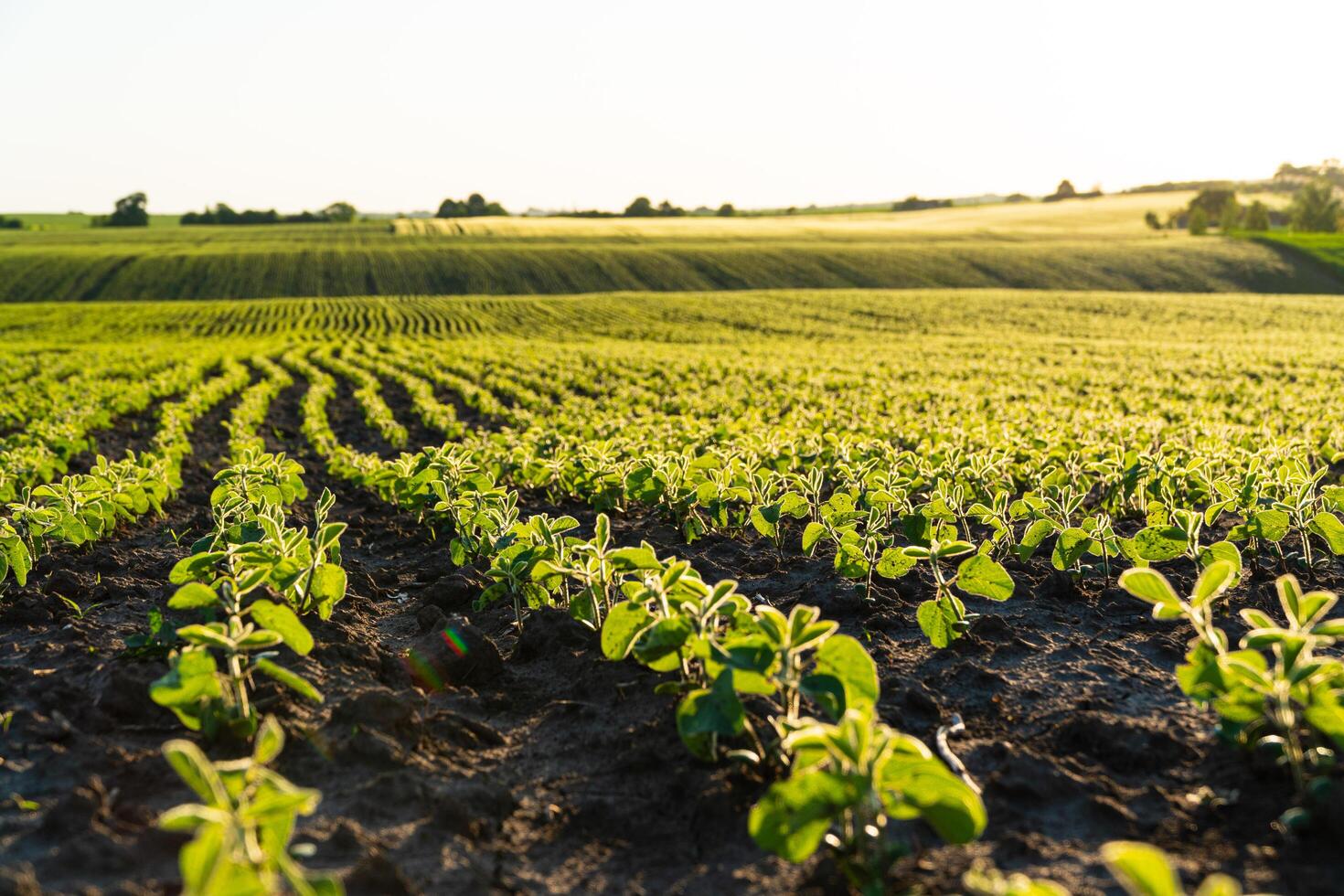 Rows of soy seedlings field. Young Soy Plants. Soy field with sunset sun. Agrarian business. Agricultural scene photo