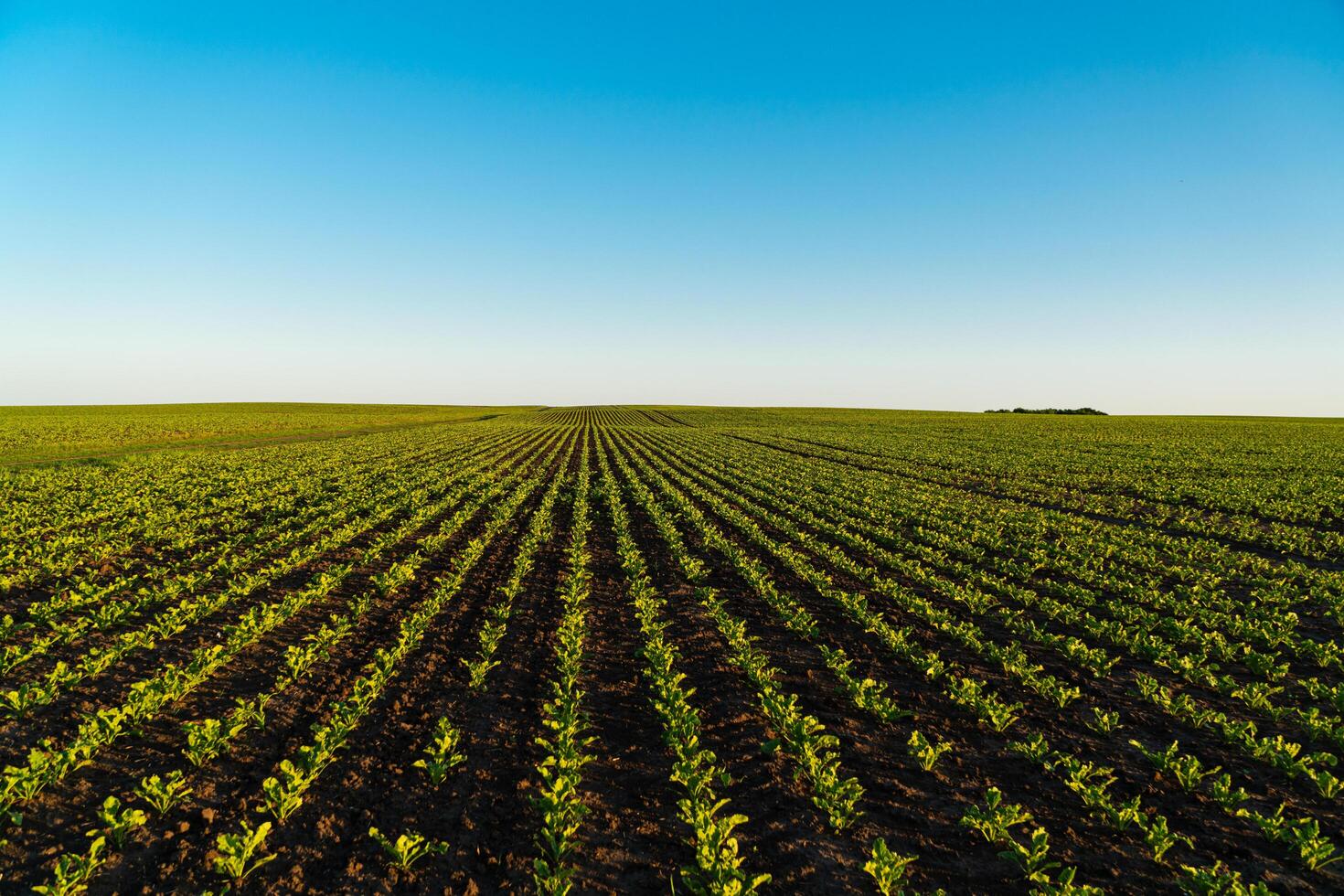 View of beet field and blue sky in summer day. Fresh green sprouts of sugar beet. Growing sugar beet. Agrarian business. Agricultural scene photo