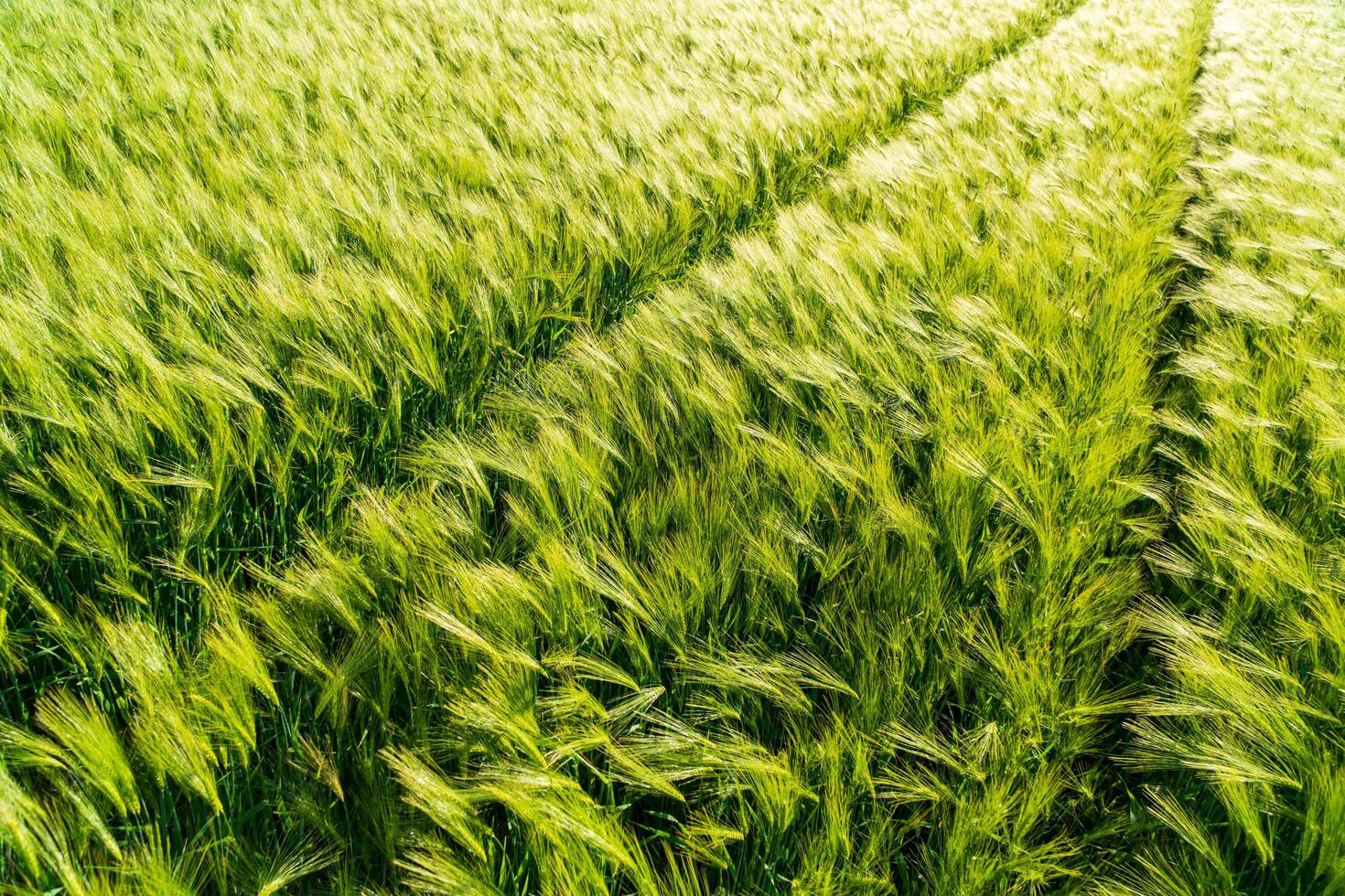 Rye grows on a field. Growing rye. Tracks from tractor wheels on a rye field. Green rye background photo