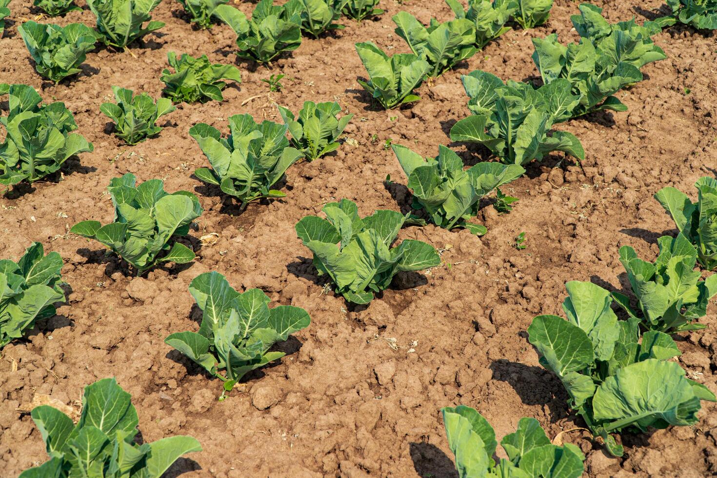 Rows of green cabbage. Agricultural scene with green cabbage growing from the ground. Growing Green Cabbage photo