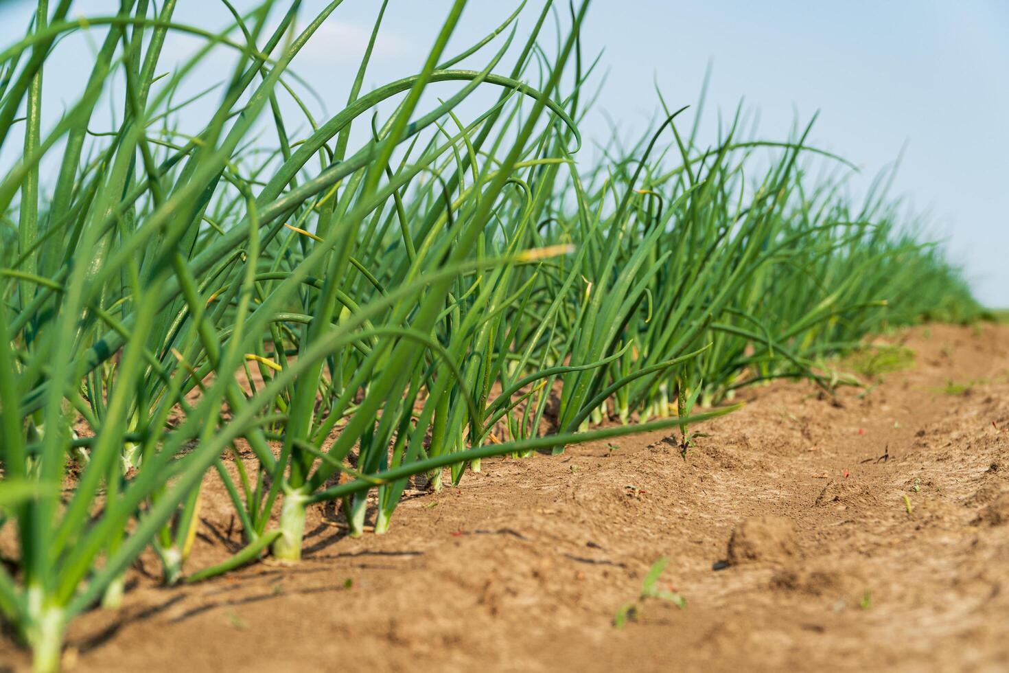 Green onion grows on a farm field. Young Green Onion. Growing Onion. Agricultural scene. Agrarian business. Selective focus photo