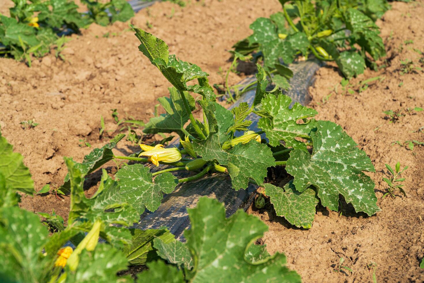 Zucchini grows on a farm field. Young Zucchini. Growing Courgette. Agricultural scene. Agrarian business. Selective focus photo