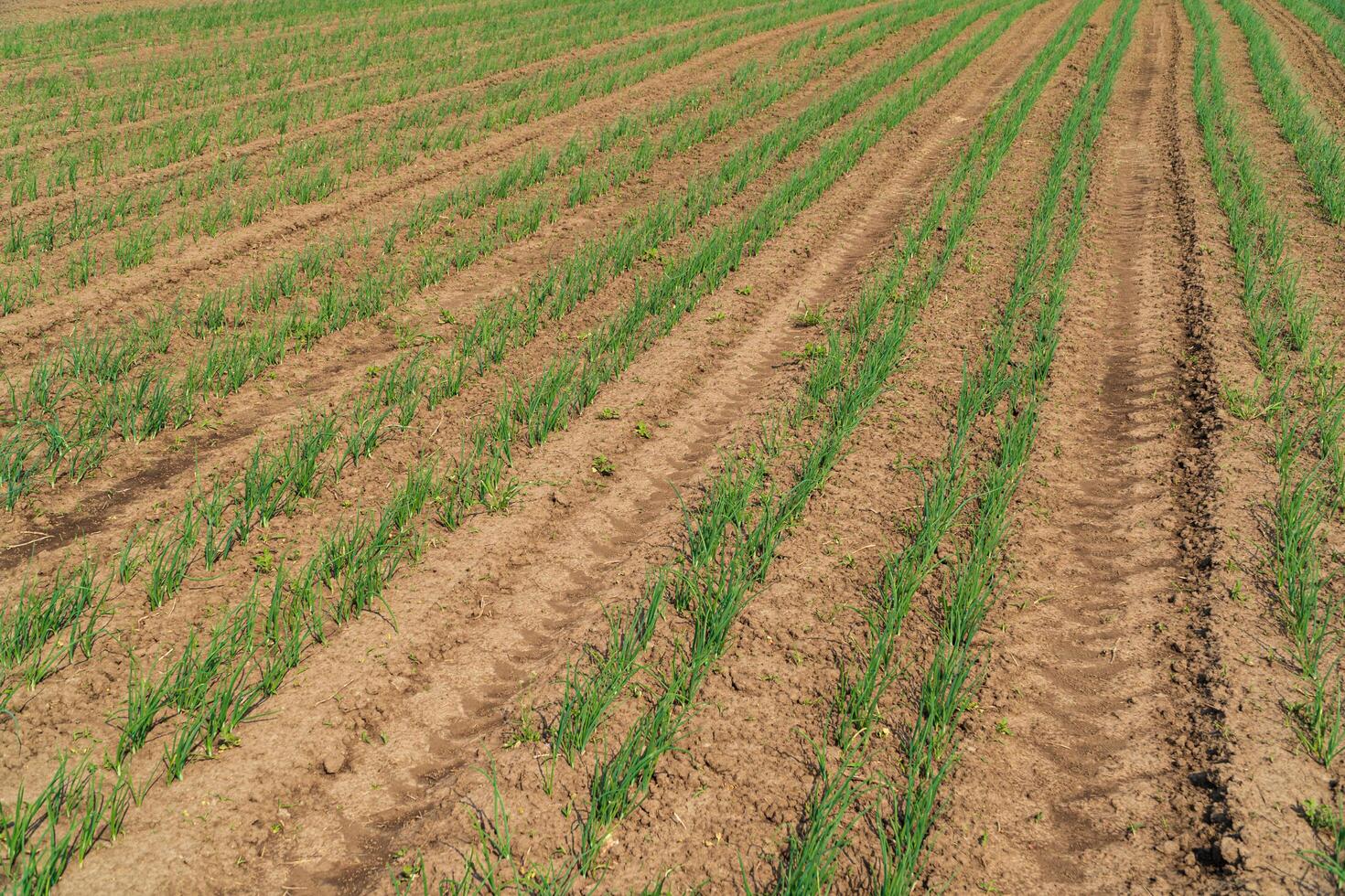 Rows of green onion. Agricultural scene with green onion from the ground. Growing Green Onion photo