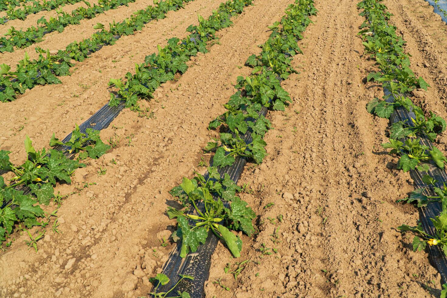 Rows of Zucchini. Agricultural scene with zucchini growing from the ground. Growing Courgette photo