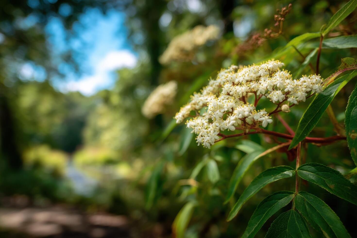 A close up of some white flowers in a forest photo