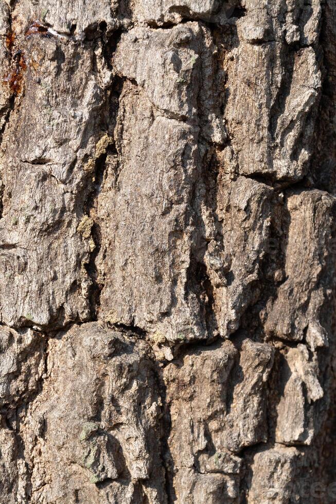 Tree bark texture close-up forest nature photography outdoor macro view natural patterns photo