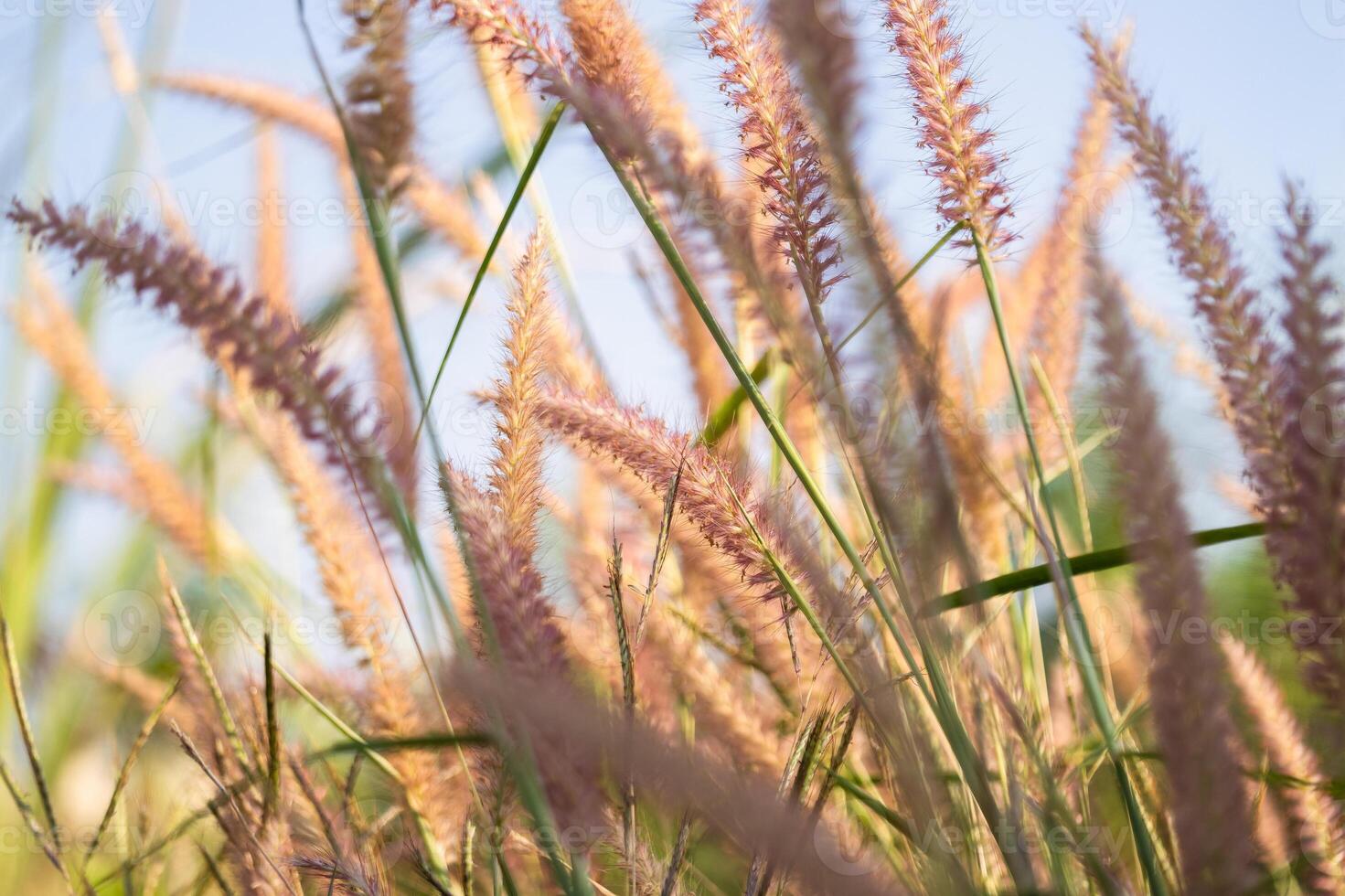 Swaying grass blades open field nature photography sunlit environment close-up view serenity concept photo