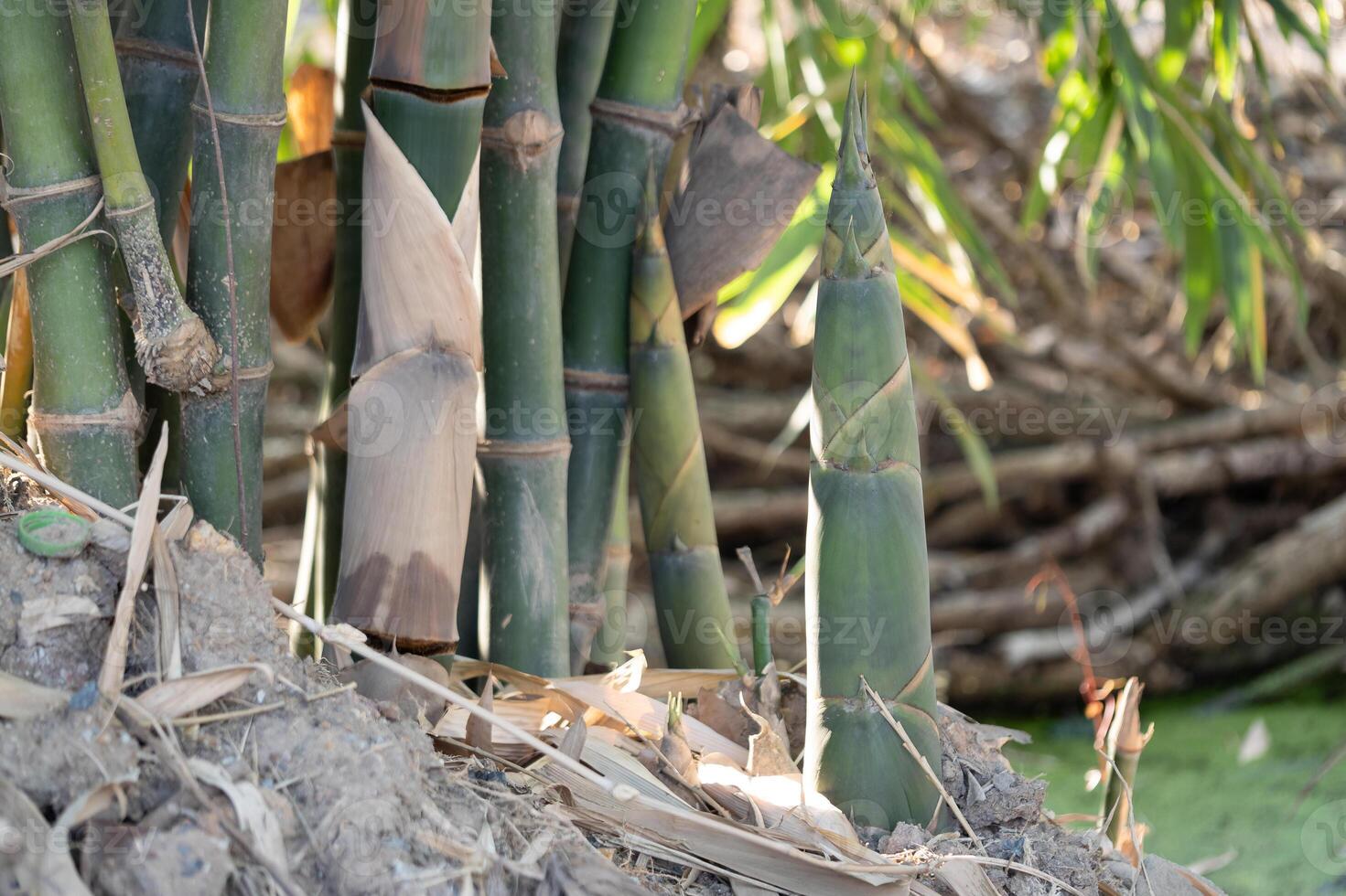 Bamboo growth process natural habitat plant photography lush environment close-up view nature conservation photo