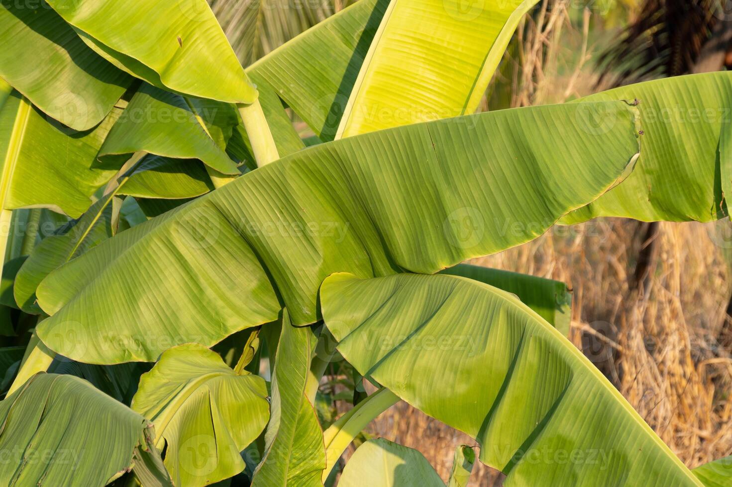 Banana plant leaves tropical region nature photography lush environment close-up view vibrant flora photo