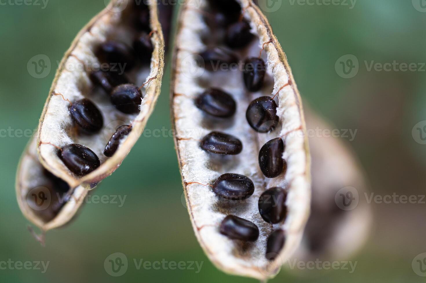 Harvesting seeds from nature's pods outdoor garden macro photography natural environment close-up view botanical exploration photo