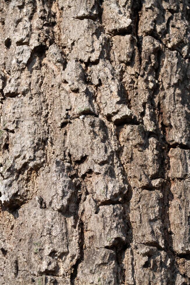 Tree bark texture close-up nature photography outdoor macro shot natural patterns photo