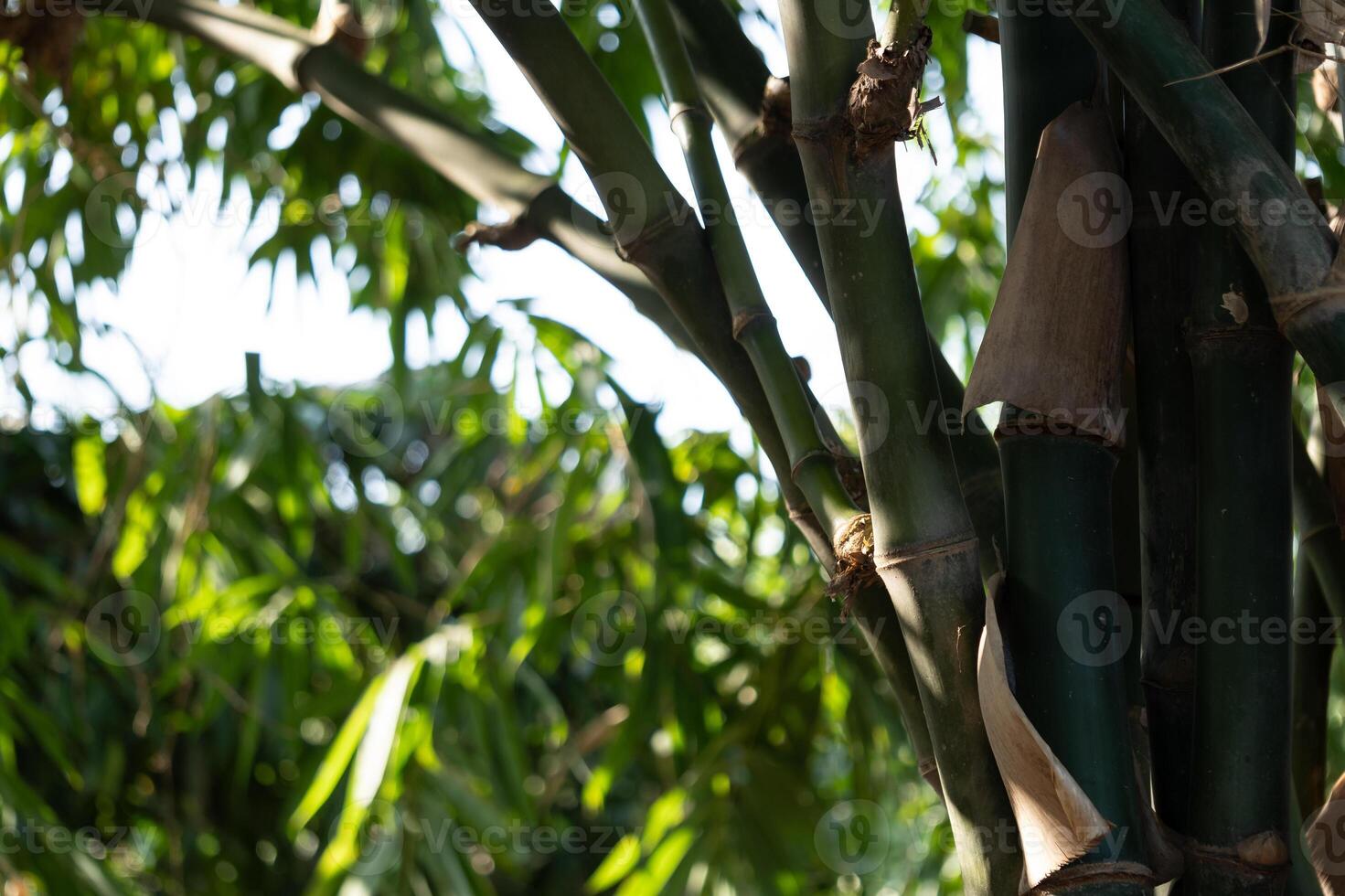 Bamboo growth in nature close-up photography lush environment natural light botanical concept photo