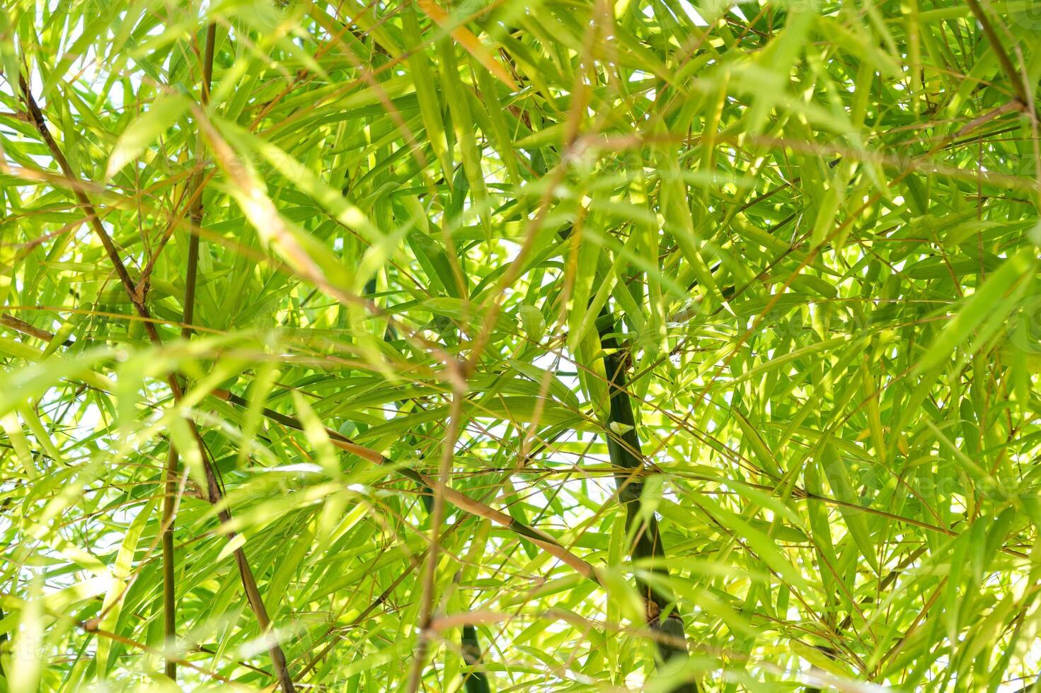 Bamboo growth under sunlight forest nature photography lush environment upward view tranquility photo