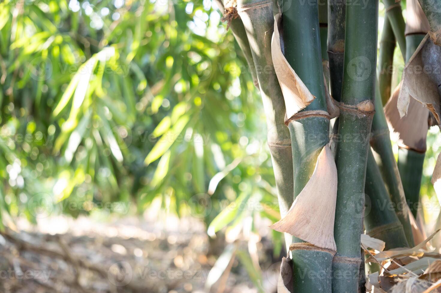 Bamboo growth tropical forest nature photography lush environment close-up perspective natural beauty photo