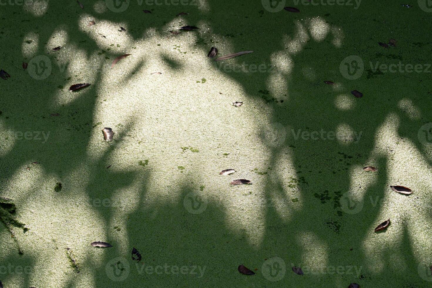 Nature shadows reflecting on green surface outdoor environment abstract art natural light tranquil scene photo