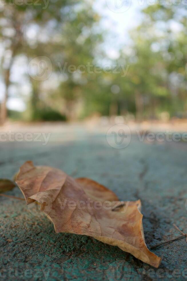 Fallen leaf on pavement nature trail close-up photography outdoor environment ground level seasonal change photo