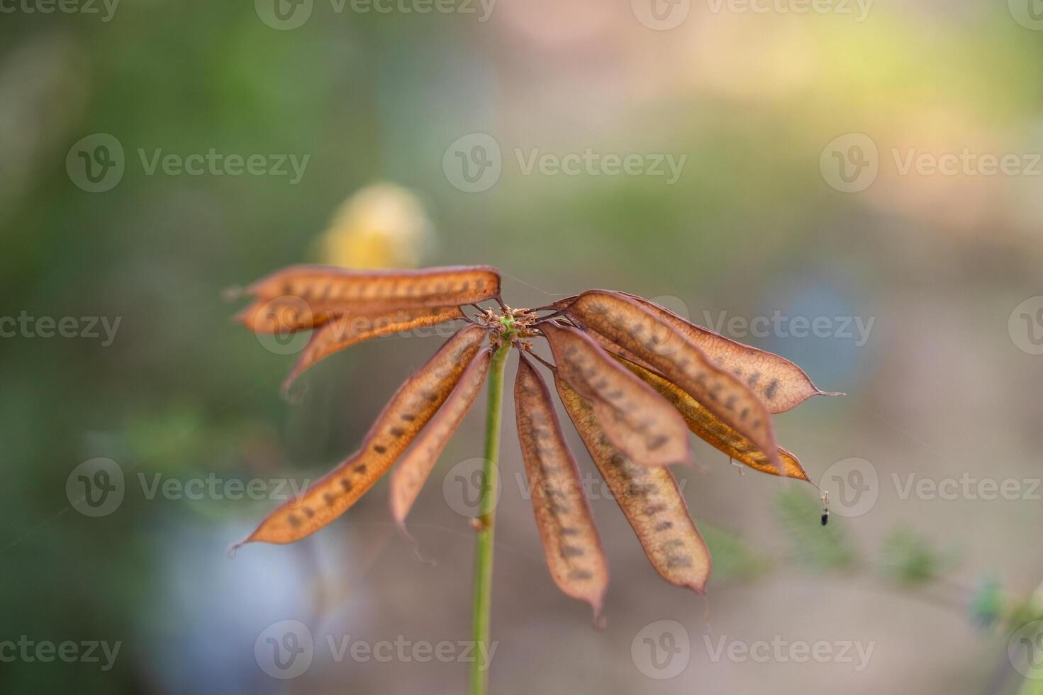 Nature study brown seed pods open field macro photography soft focus botanical concept photo