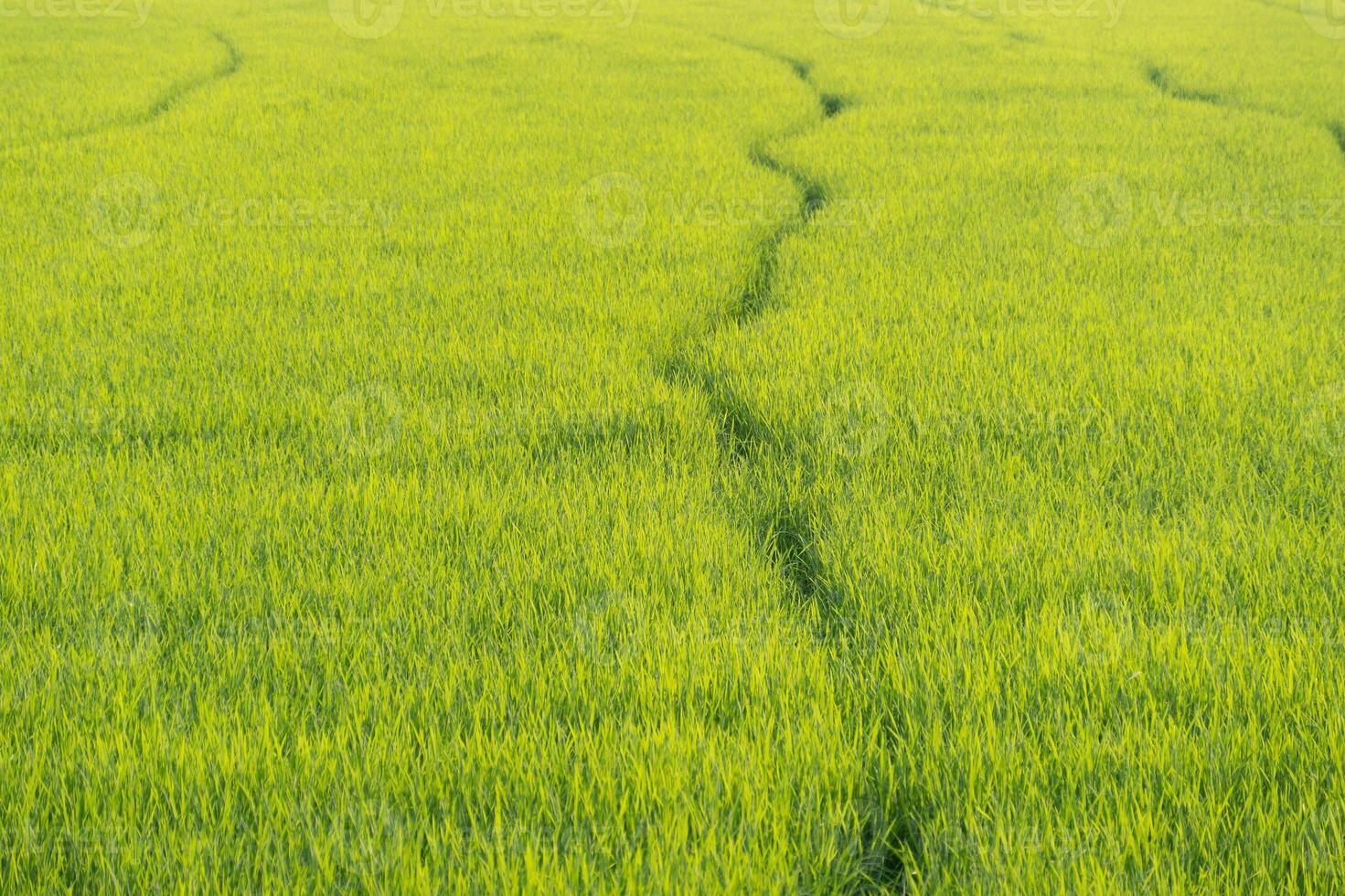 Harvesting green gold rice field cultivation rural landscape nature photography lush environment bird's eye view agriculture impact photo