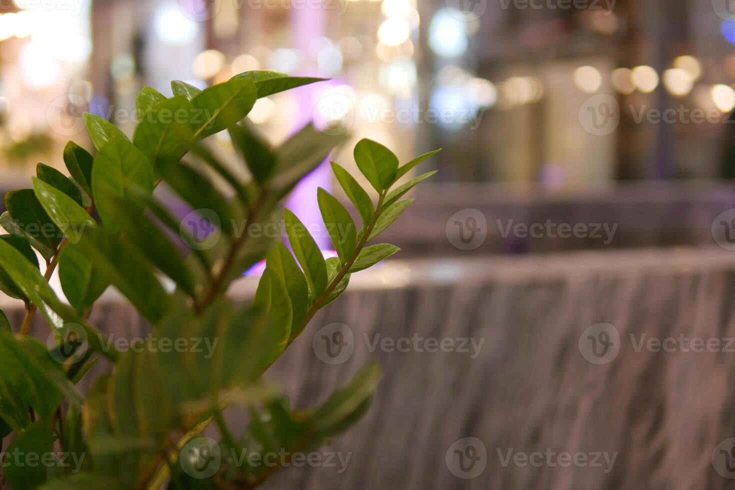 Close-up of lush greenery urban environment plant photography modern setting natural beauty serenity photo