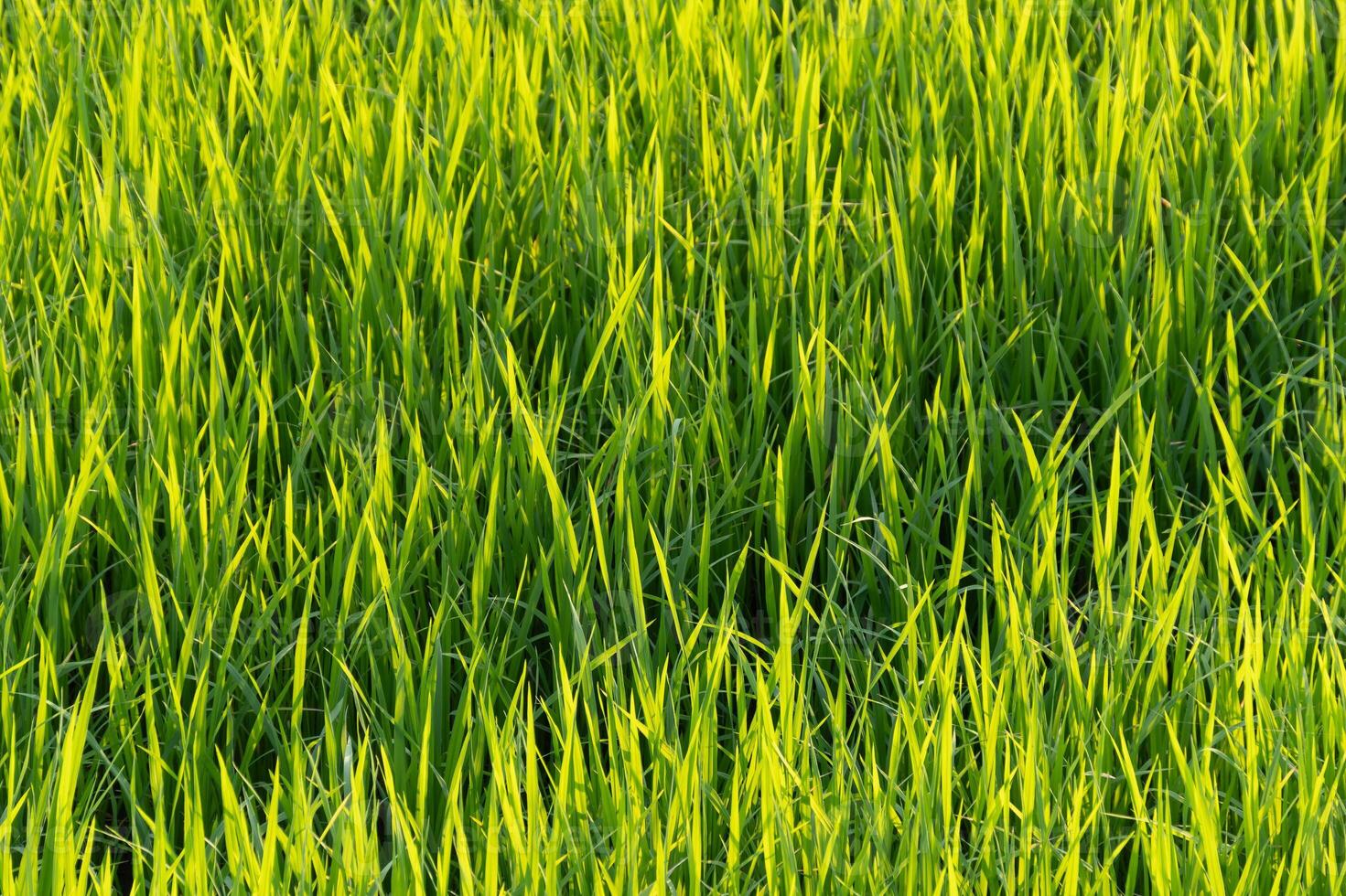 Growing green rice agricultural field nature photography sunny environment close-up view sustainable practices photo
