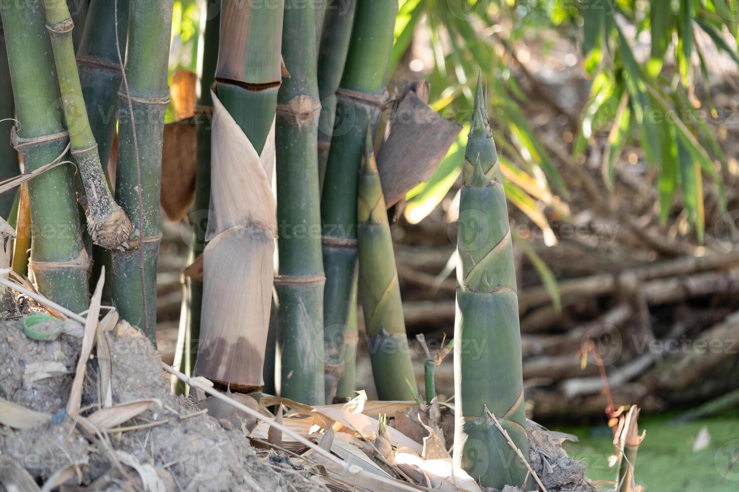 Bamboo growth stages tropical forest nature photography natural habitat close-up plant development photo