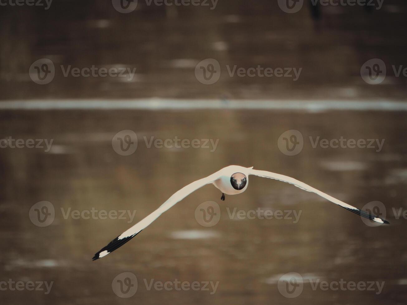 Bird in flight over calm water wildlife photography natural habitat aerial perspective serenity in nature photo