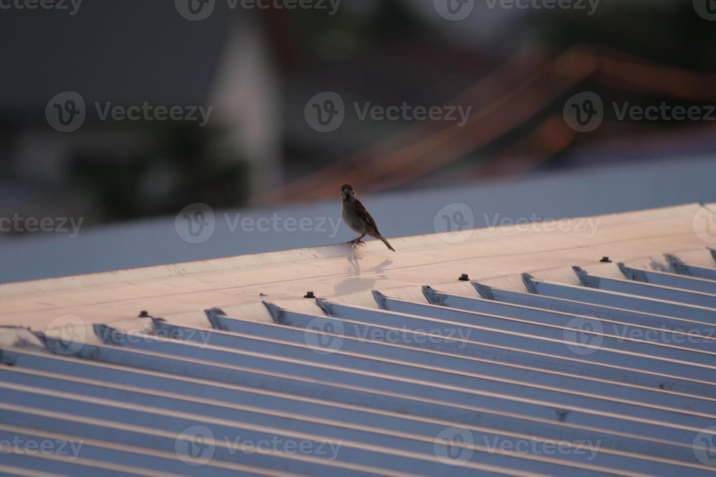 Bird perched on rooftop urban setting wildlife photography cityscape elevated perspective nature observation photo