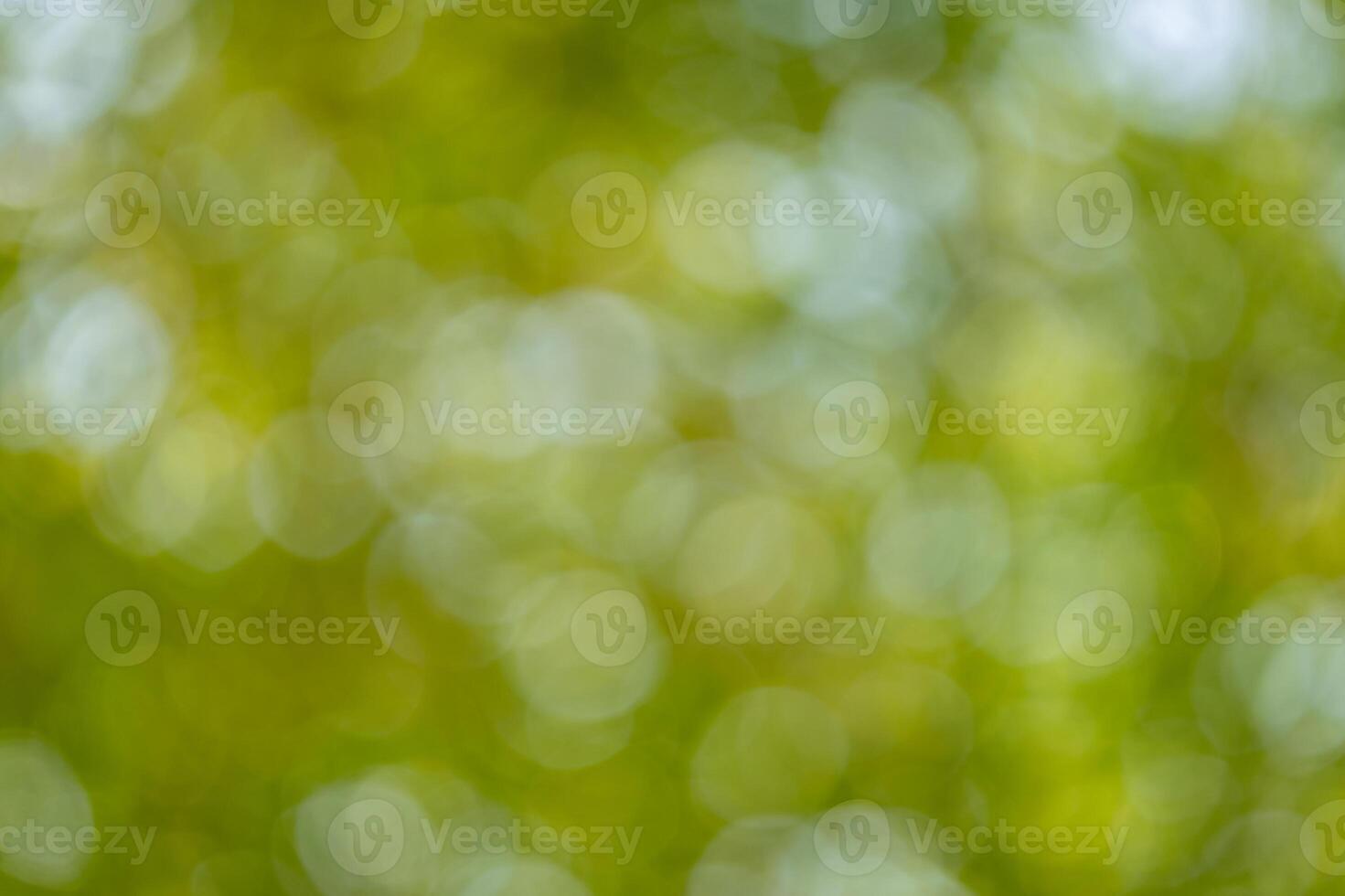 Nature scene outdoor forest abstract background bright green bokeh close-up view serenity photo