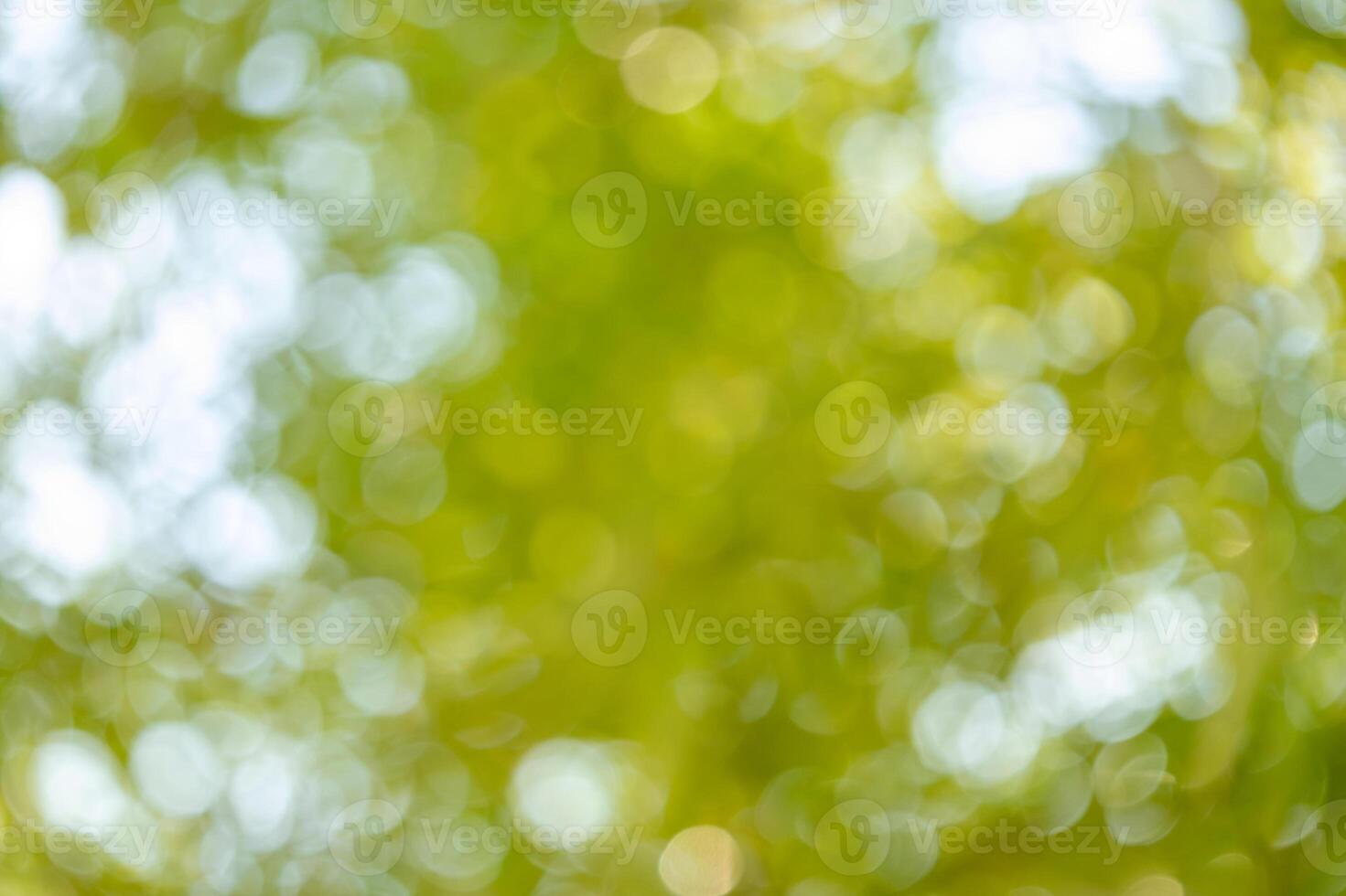 Nature scene outdoors abstract background green environment close-up view bokeh effect photo