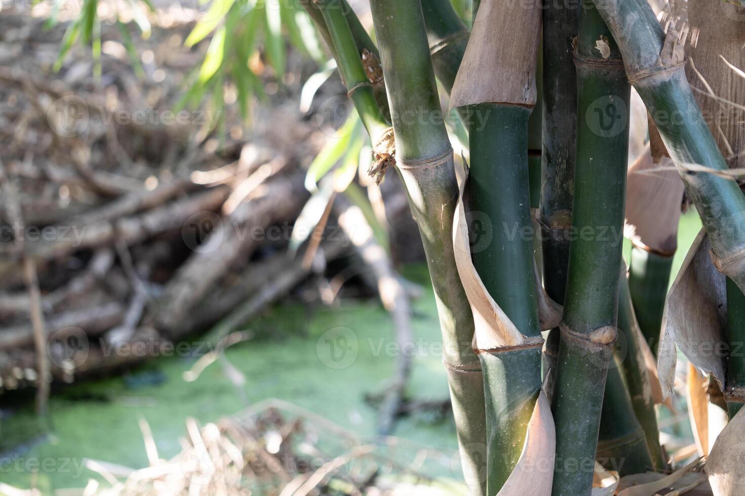 Bamboo growth observation wetlands nature photography lush environment close-up view natural beauty photo