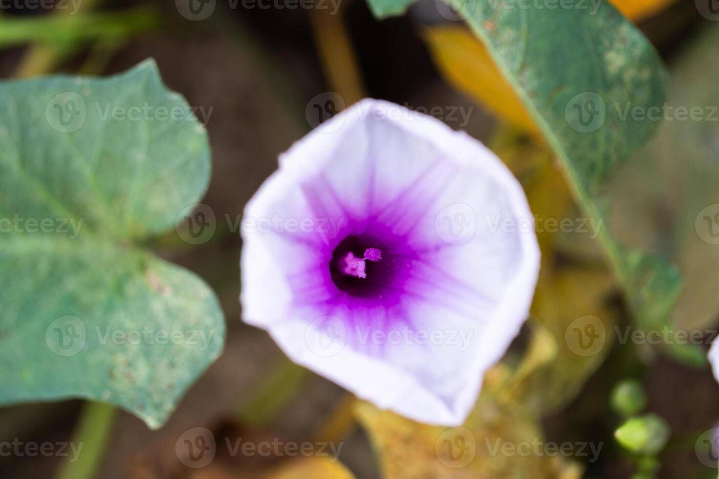 Blooming flower close-up natural setting nature photography outdoor environment top view botanical concept photo