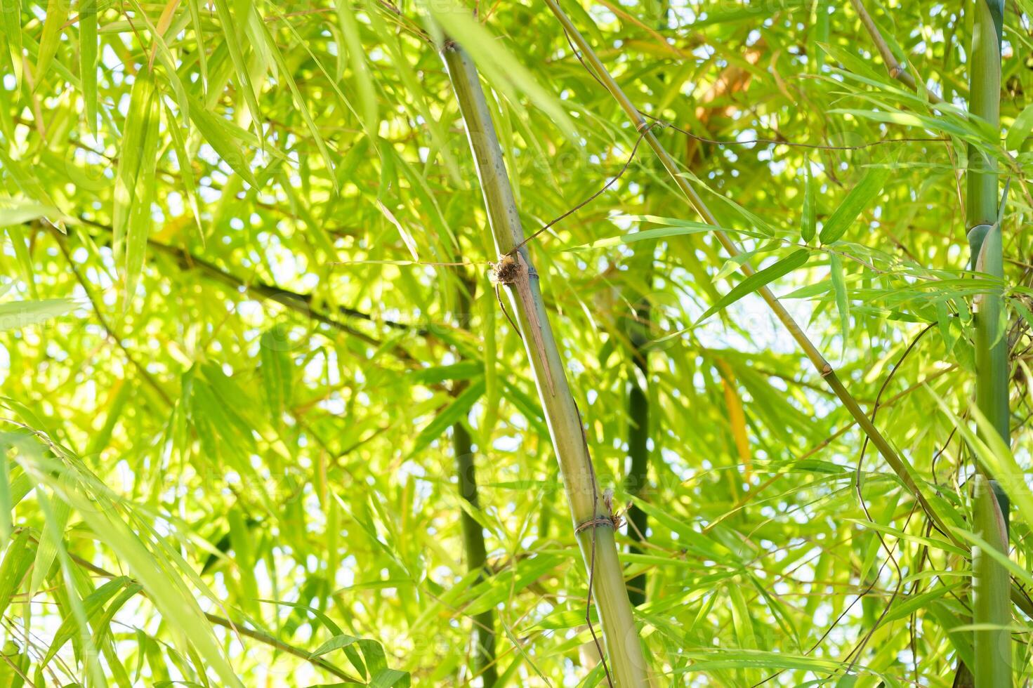 Growing bamboo natural environment close-up photography lush greenery upward perspective serenity and growth photo