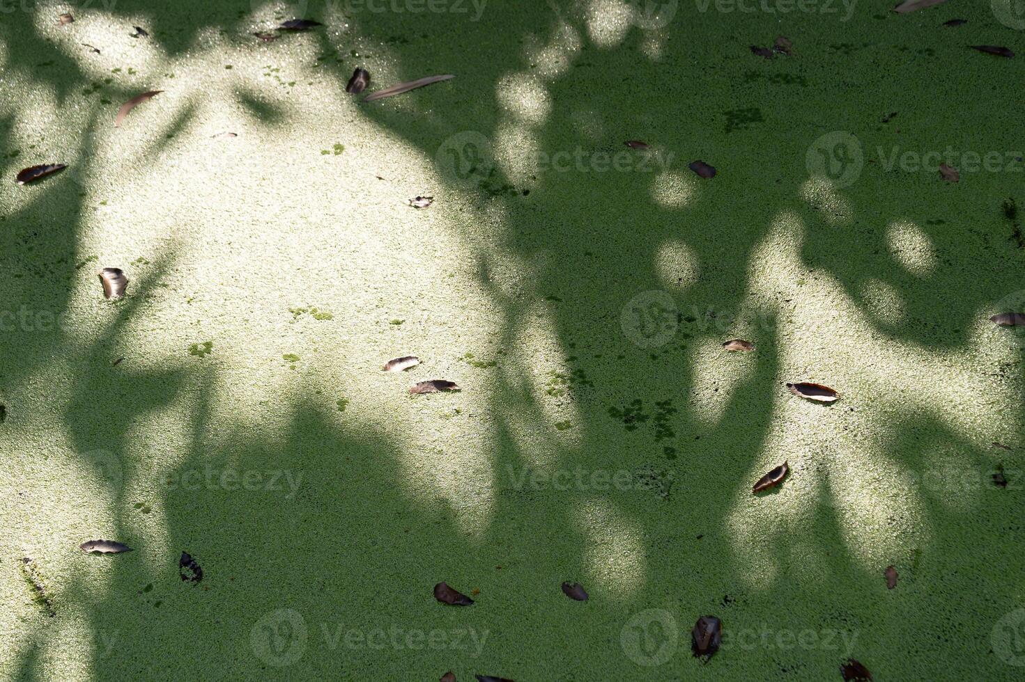 Natural patterns tranquil water surface close-up photography outdoor bird's eye view reflection of nature photo