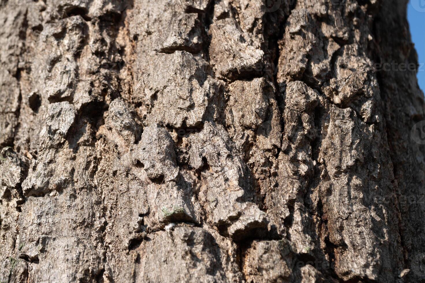 Close-up texture exploration tree bark nature outdoor macro view organic patterns photo