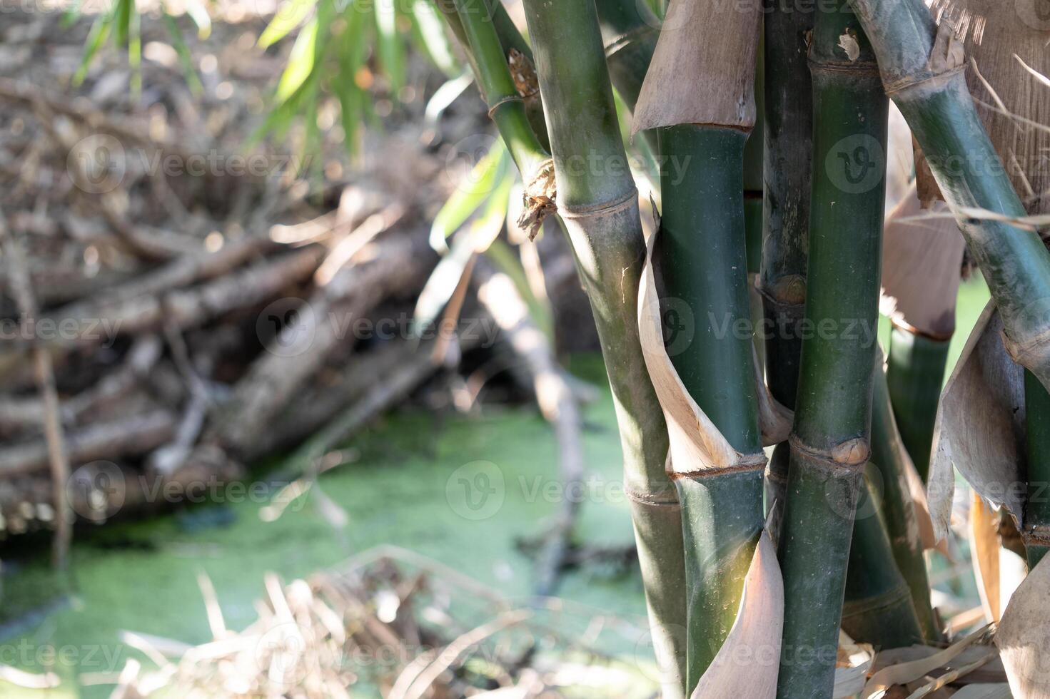 Bamboo growth wetland area nature photography lush environment close-up view organic beauty photo