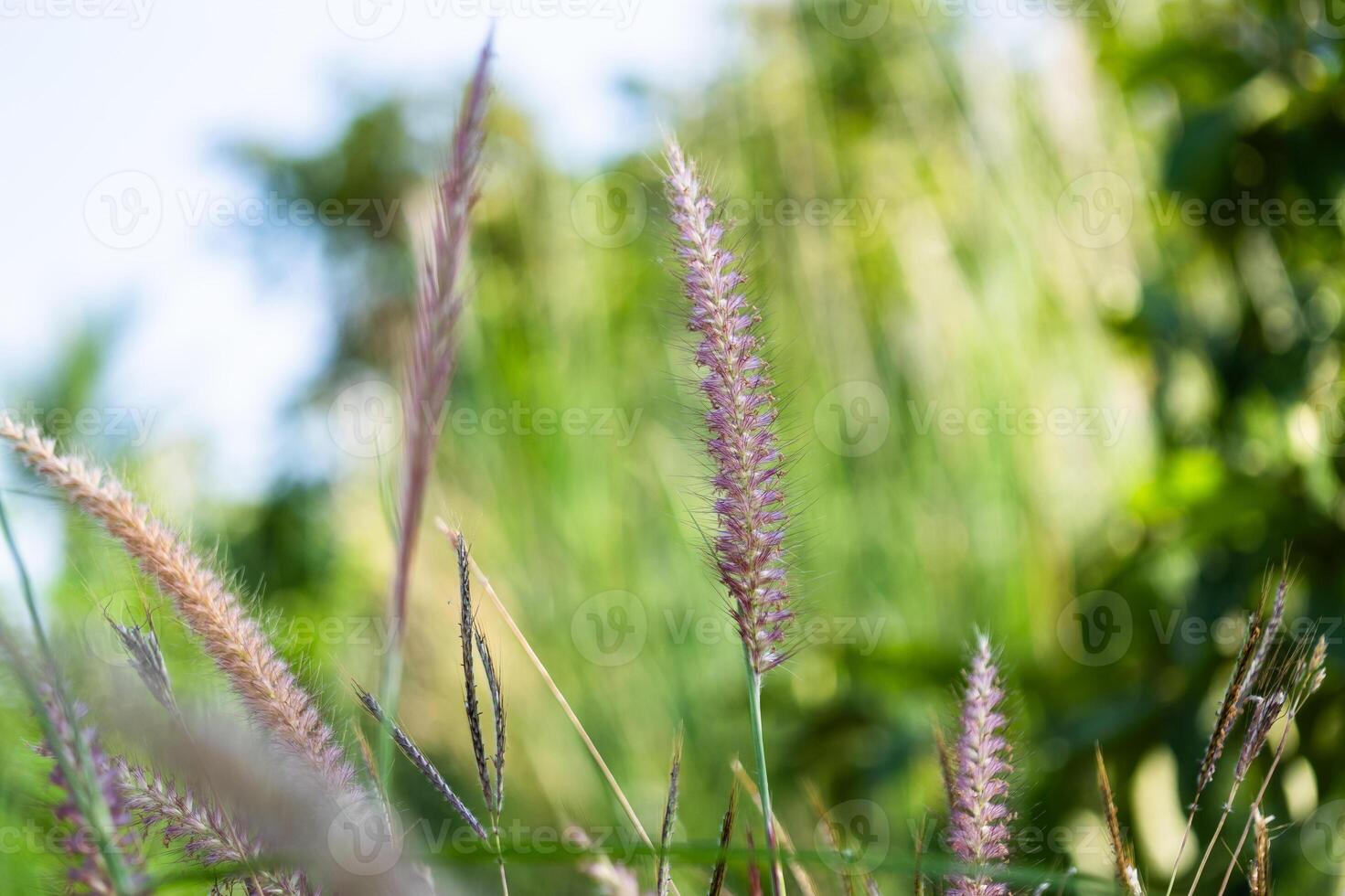Gentle breeze swaying grass nature landscape close-up view outdoor serenity concept of tranquility photo