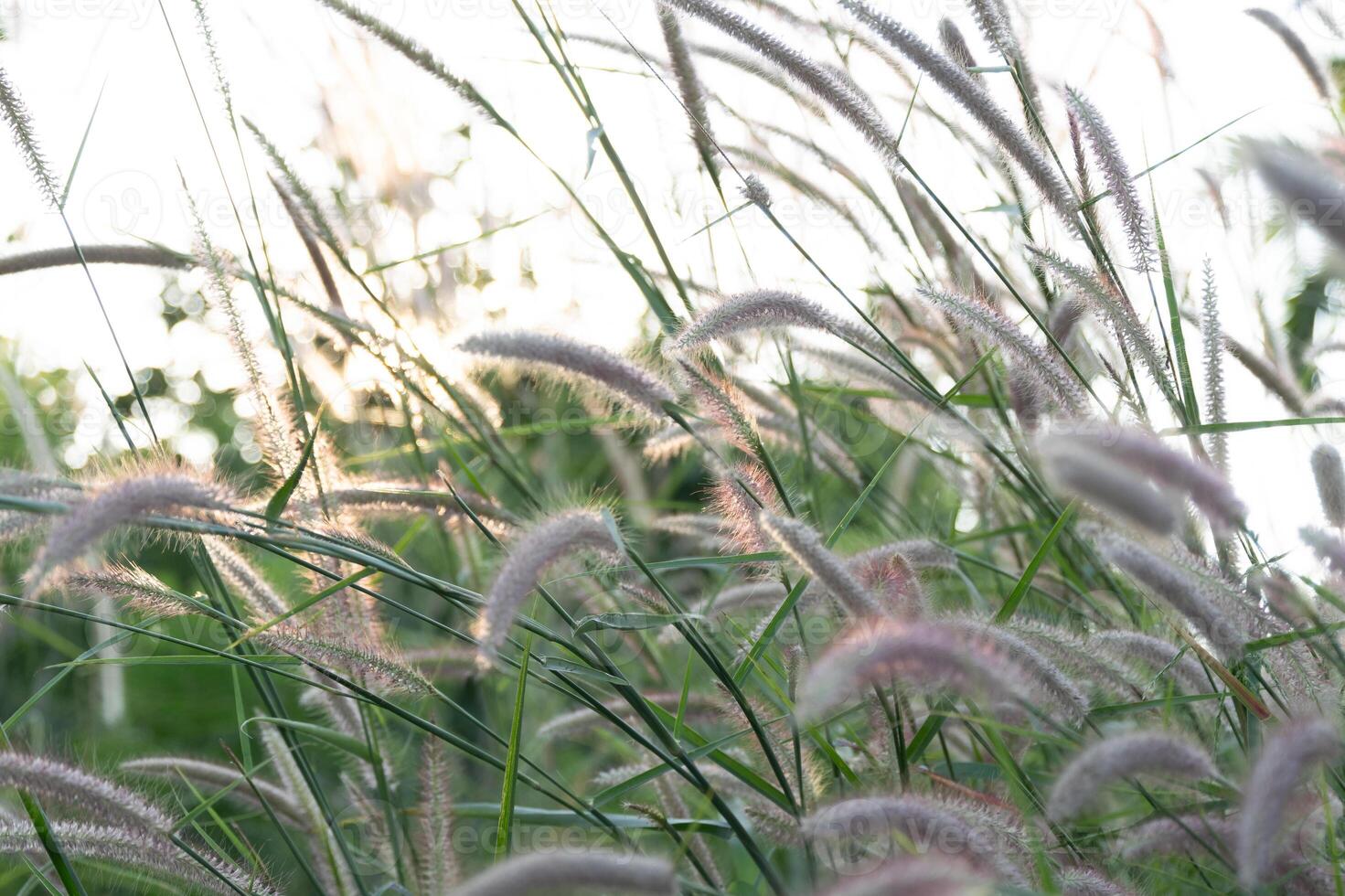 Gentle breeze moving wild grasses nature reserve photographic landscape serene environment ground level tranquility photo