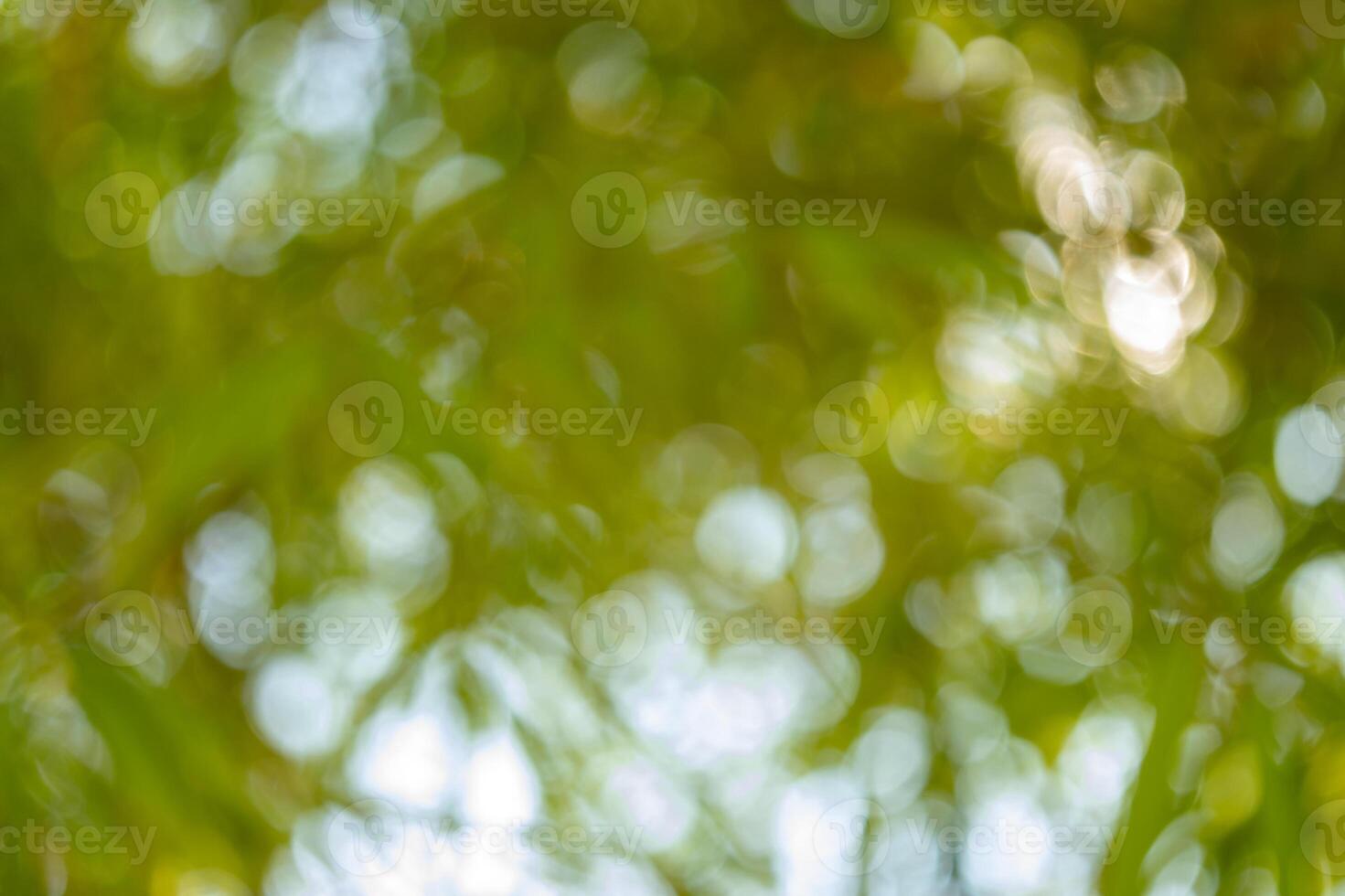 Bamboo forest nature blurred background green environment close-up view tranquility photo