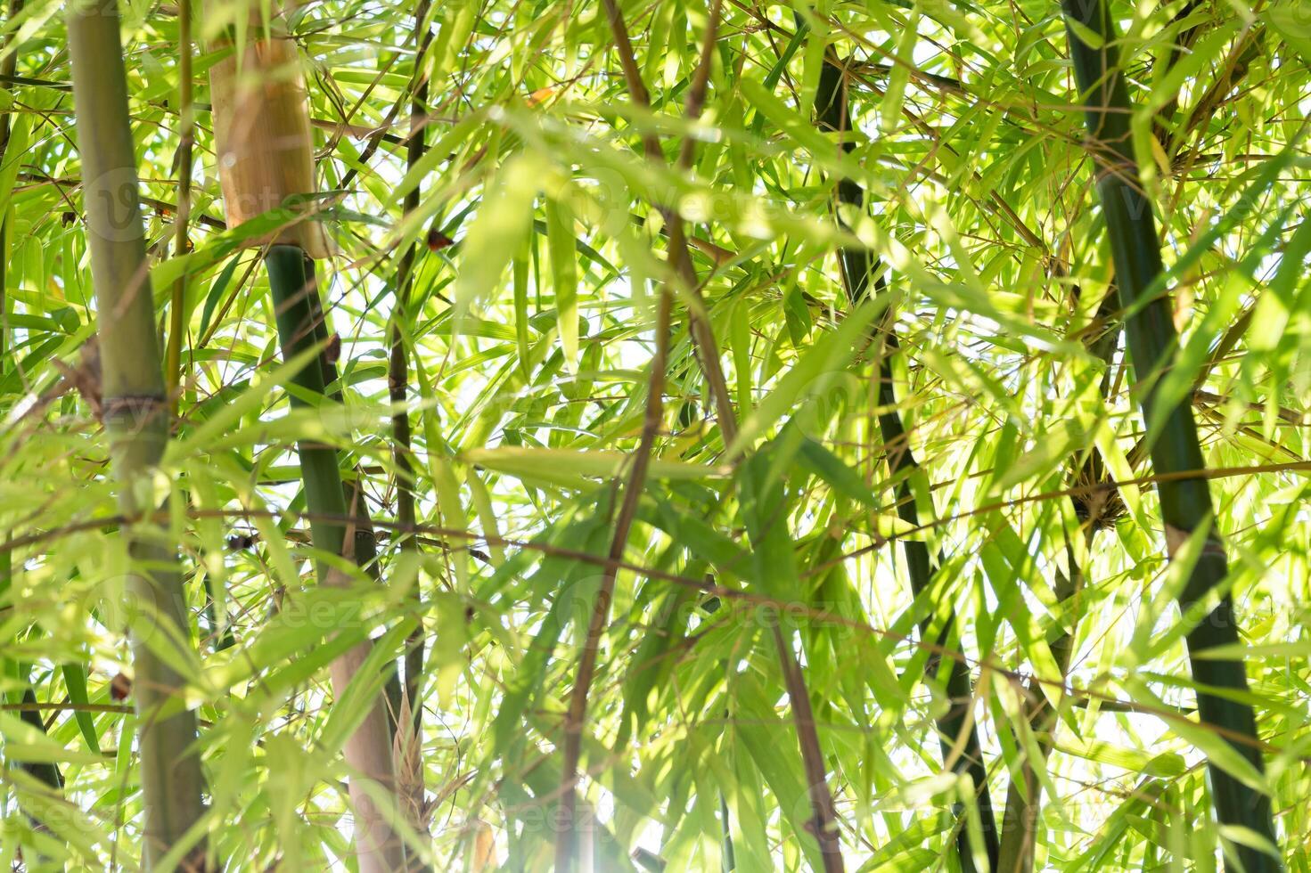 Bamboo growth action forest location nature content lush environment close-up viewpoint tranquil concept for seo impact photo