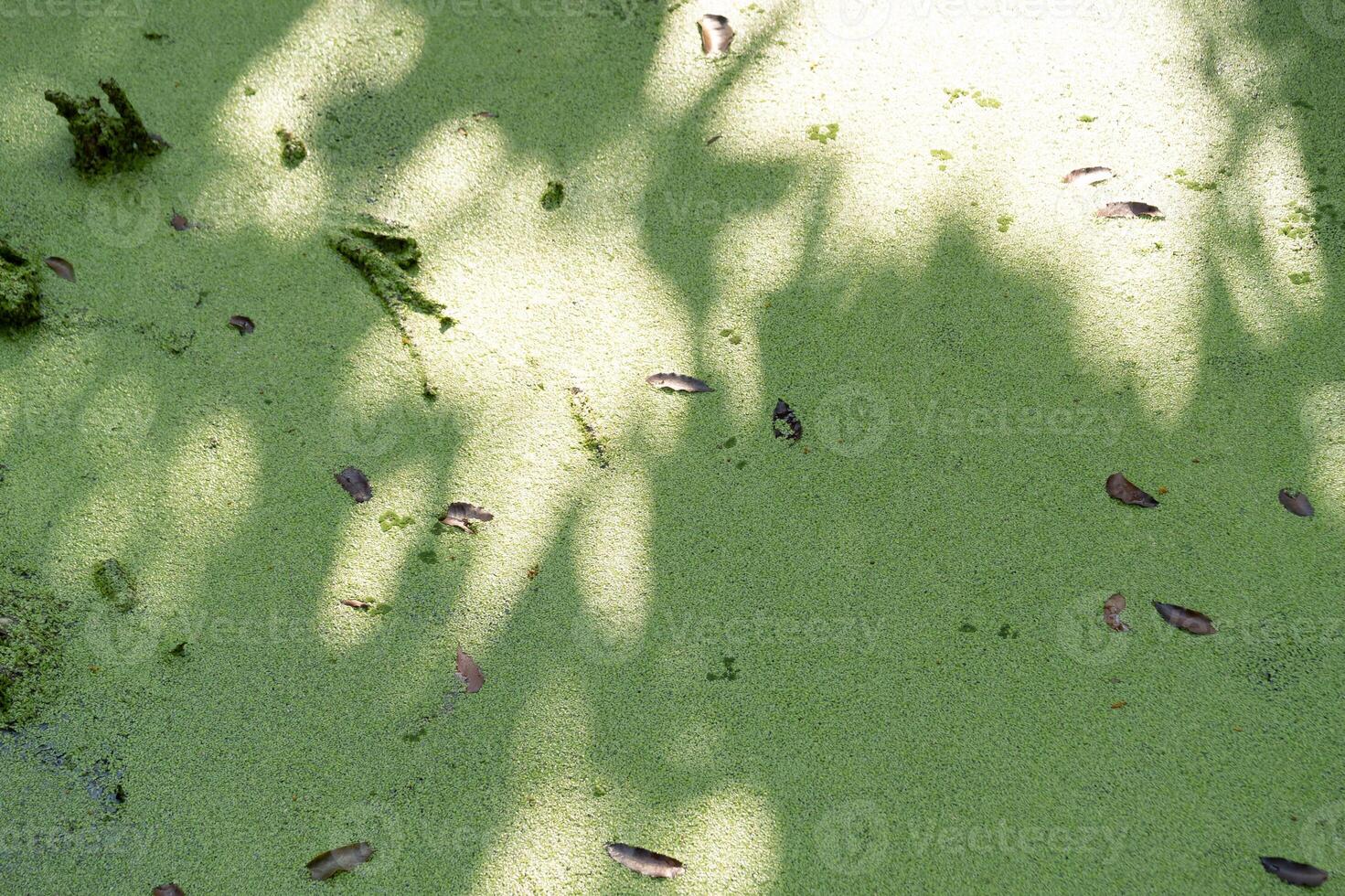 Nature scene with duckweed pond photography sunlit environment top view tranquility photo