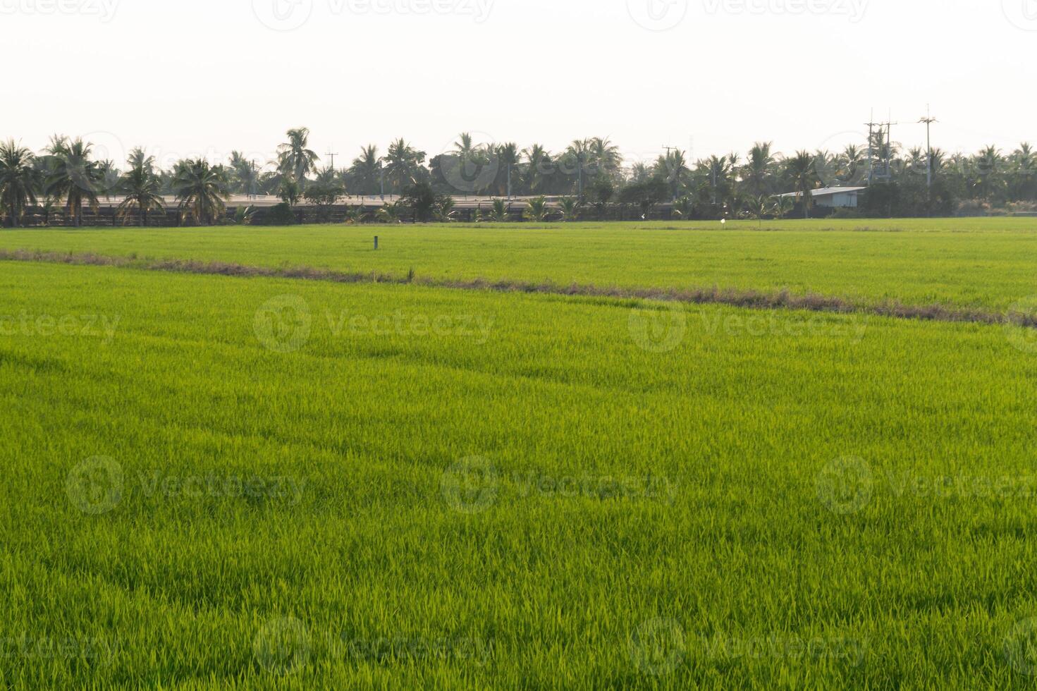 Lush green rice field rural area nature photography daylight wide view agricultural landscape photo