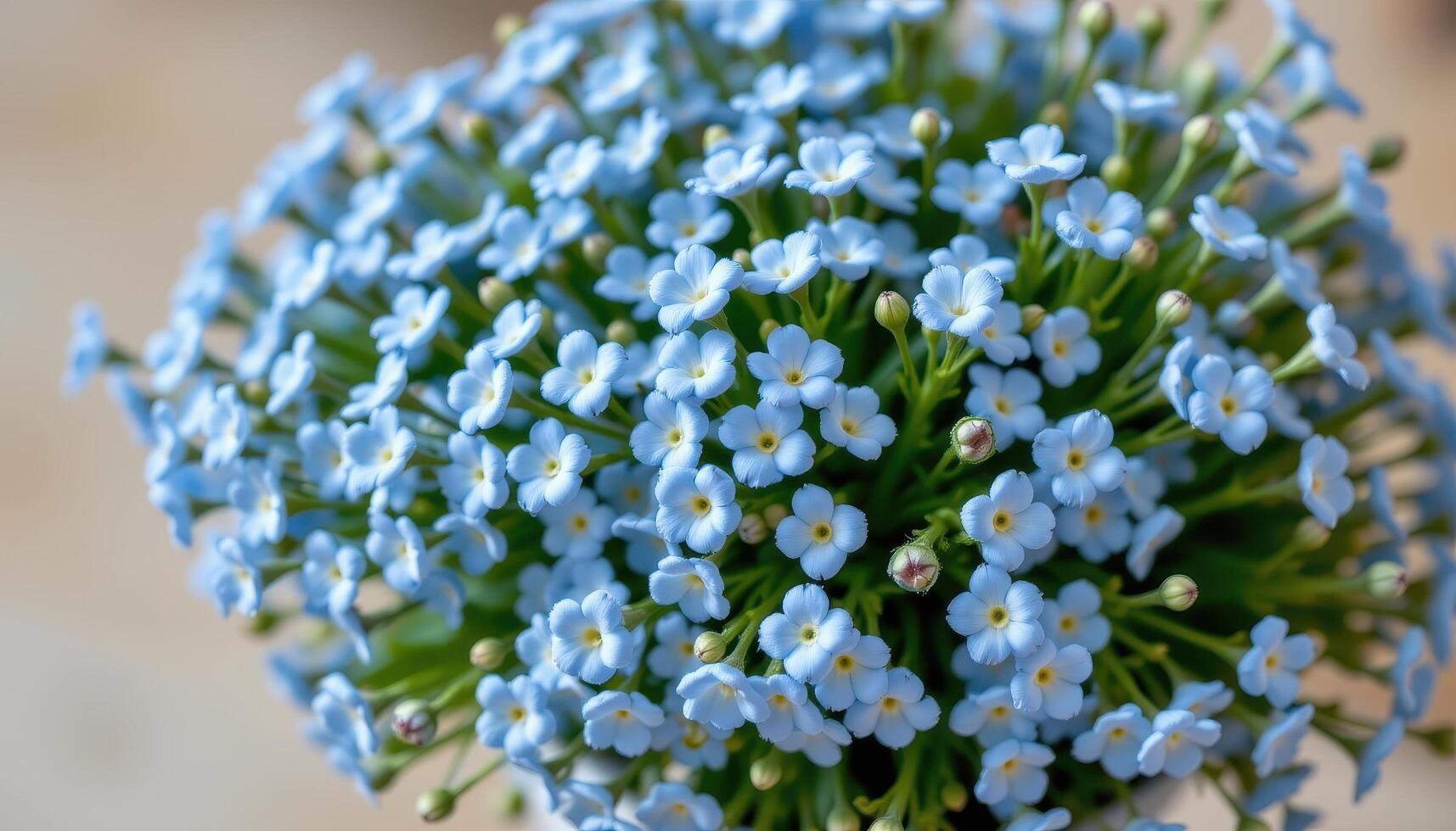 a bouquet of forget me nots in soft blue huess photo