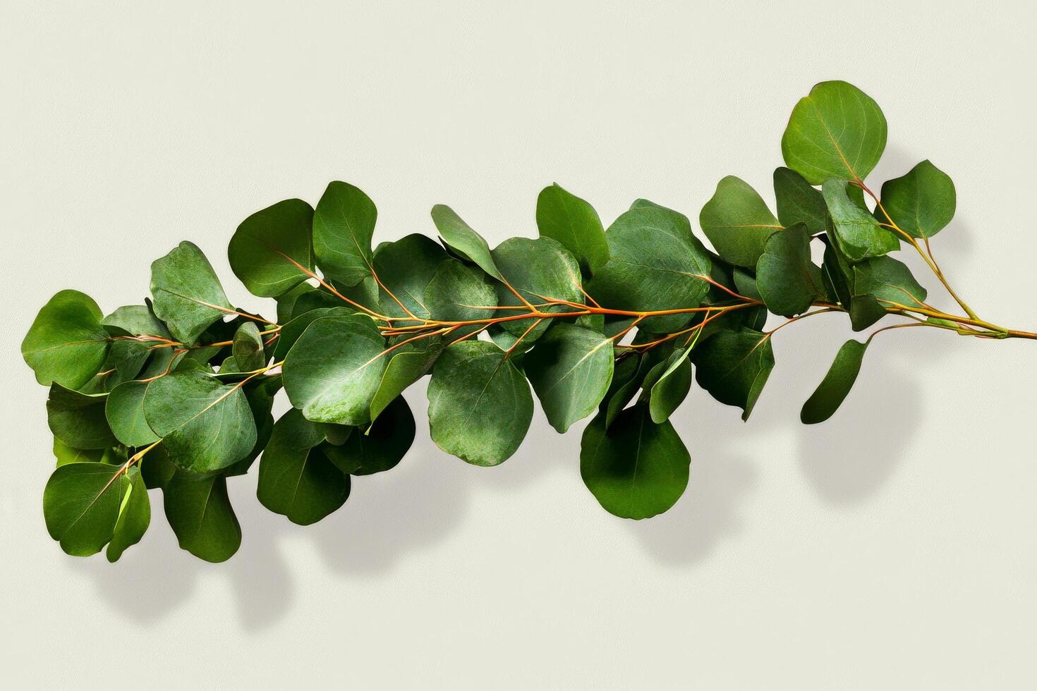 Green Eucalyptus Branch Resting on a Light Surface Showcasing Lush Leaves and Natural Beauty photo