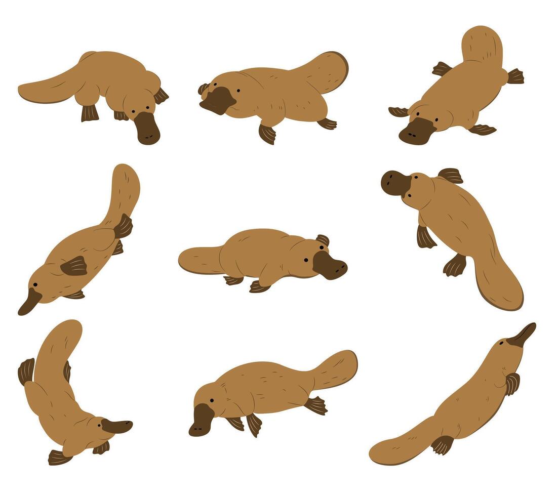 Cartoon platypuses in different poses vector